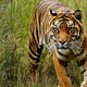 A Sumatran tiger (Panthera tigris sondaica), the smallest and most genetically distinct of the six tiger subspecies identified in this study